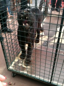 panter