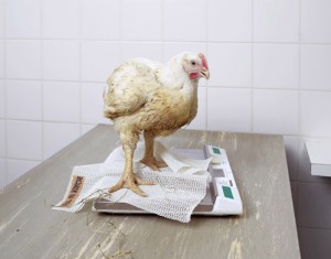 Henk Wildschut Gecontroleerd