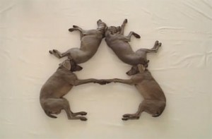 Weimaraners